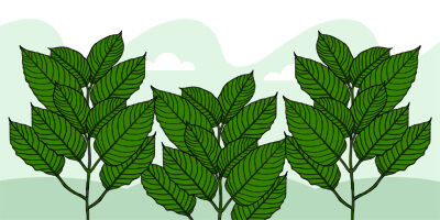 objevte, co je kratom, jaké má účinky a jak ho bezpečně používat pro podporu zdraví a pohodlí.